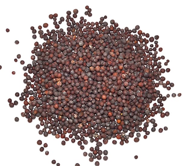1 Lb Brown Mustard Seed - Click Image to Close