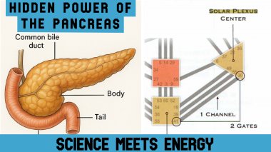 Healing Powers of the Pancreas: The Connection Between Emotion and Digestion | CGH News Healing Powers of the Pancreas: The Connection Between Emotion and Digestion | CGH News