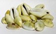 Cowrie Shells 18pcs